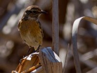 vogel : Europa, Nat. park Donana, Reisen, Spanje, europa